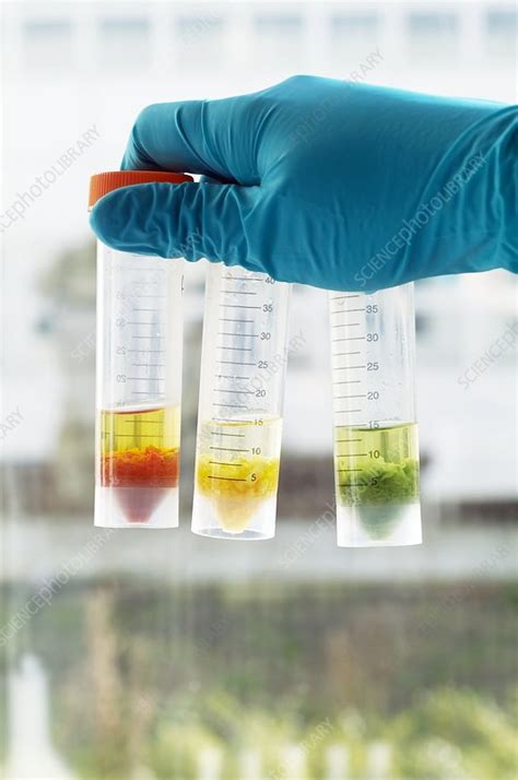 Pesticide residue analysis - Stock Image - E840/0439 - Science Photo ...