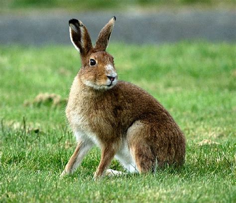 British Wildlife, a walk in the countryside - Books - Living Paintings