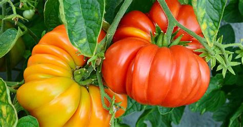 21 of the Best Heirloom Tomato Varieties | Gardener’s Path