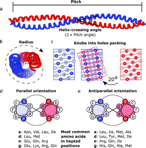 Schematic representation of the coiled coil structure and interaction ...