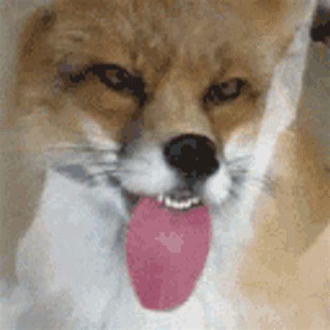 Funny Fox GIF - Funny Fox TongueOut - Discover & Share GIFs