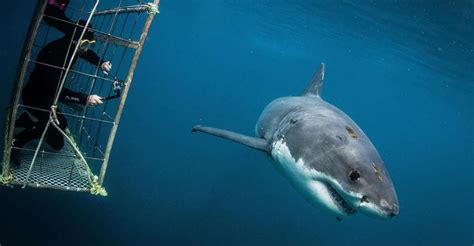 Shark Cage Diving