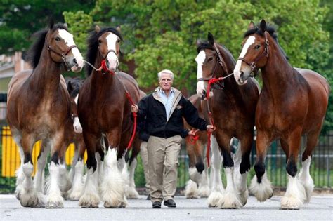 🔥 [50+] Budweiser Clydesdale Wallpapers | WallpaperSafari