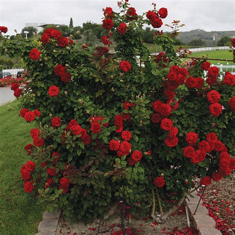 Lady in Red™ Climbing Rose, Climbing Roses: Edmunds' Roses