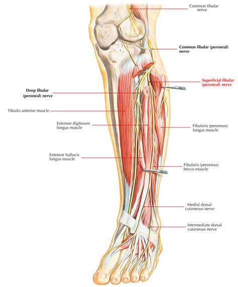 Superficial Peroneal Nerve (Musculocutaneous Nerve of The Leg) – Earth ...