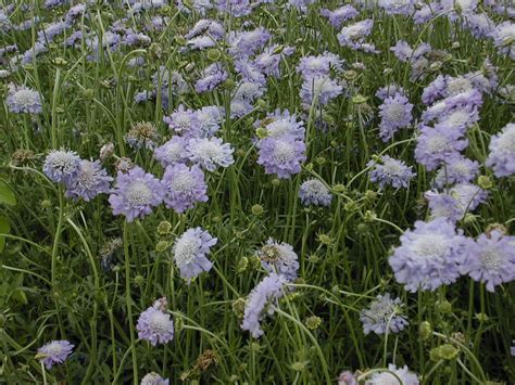 SCABIOSA (Pincushion Flower) - Green Select Perennials - Mayfield Nursery