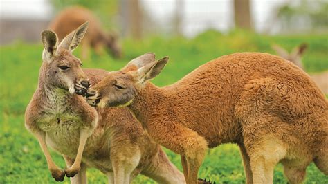 Phillip Island Wildlife Park | Club WyndhamClub Wyndham