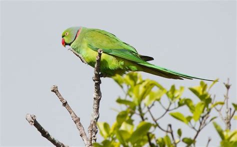 Mauritius Parakeet | Île maurice, Ile, Maurice