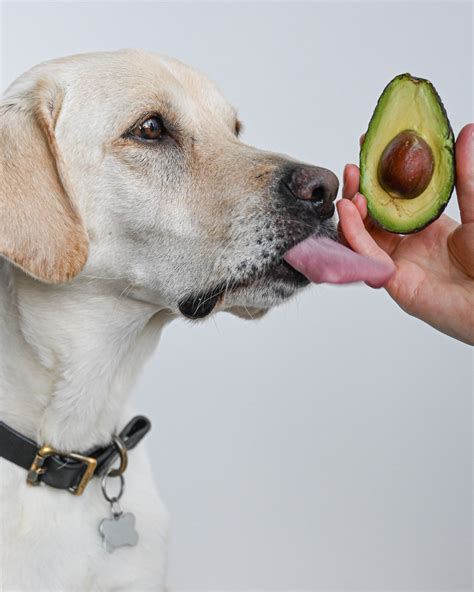 Can Dogs Eat Avocados? How to Safely Feed Your Pooch This Food ...