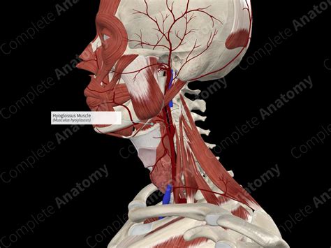 Hyoglossus Muscle | Complete Anatomy