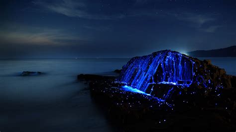 The Biology of Bioluminescence.. What is Bioluminescence? How and why ...