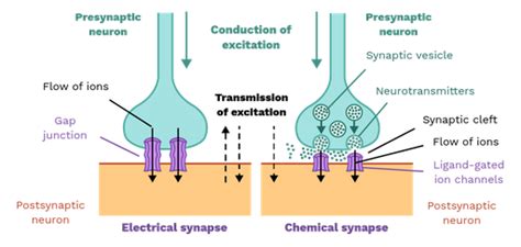 Chemical synapses - Labster