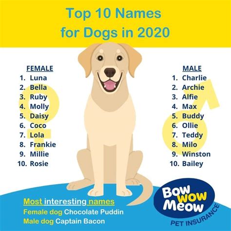 Dog Names | Bow Wow Meow Pet Insurance