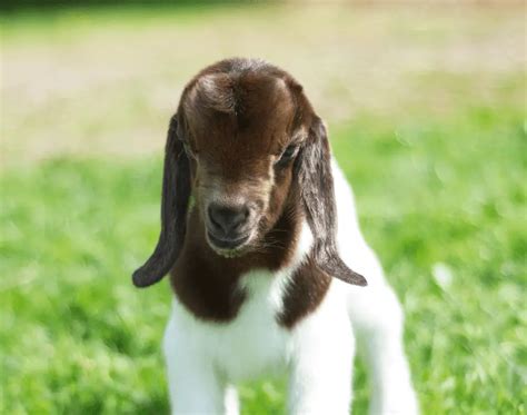 Baby Goats: What A Baby Goat Is Called and Other Fun Facts – Savvy Farm ...