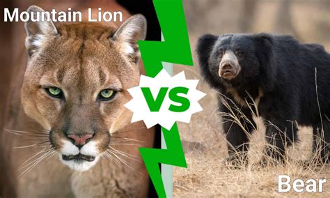 Mountain Lion vs Bear: Who Would Win in a Fight? - A-Z Animals