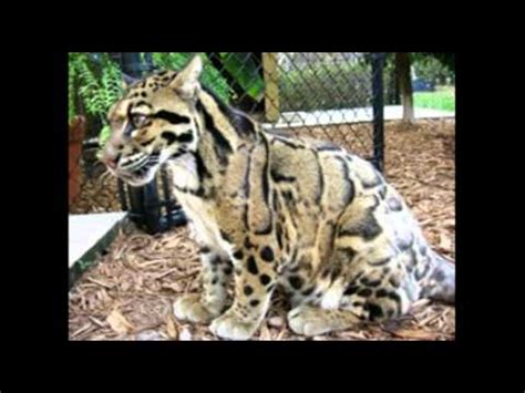 Gallery of Wild and Exotic Cats and their Hybrids - YouTube