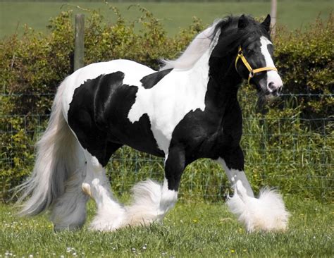 Rising Stars in running for new Gypsy Vanner therapy horse | Southern ...