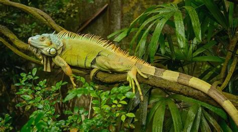 Green Iguana Care Guide: Diet, Cage, Size & Facts - Everything Reptiles