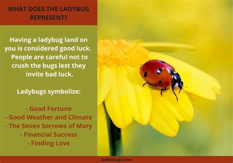 Why Ladybugs are Considered Lucky Symbols