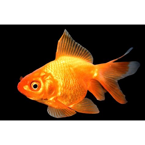 Red Ryukin Goldfish for Sale: Order Online | Petco