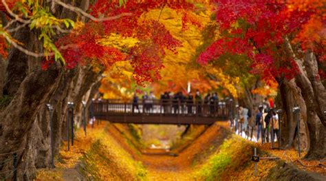 Chasing colours: Autumn leaves on a budget | Blog | Travel Japan (Japan ...