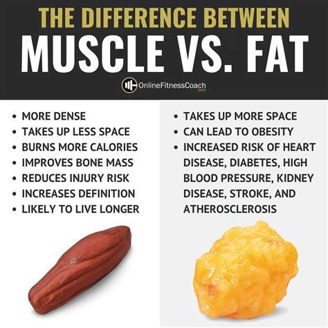 Muscle vs. Fat: What's The Difference? - Online Fitness Coach