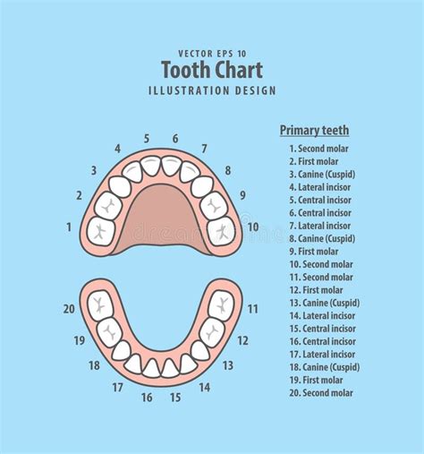 Tooth Number Chart To Identify Primary Teeth Eruption Charts 8 Best ...