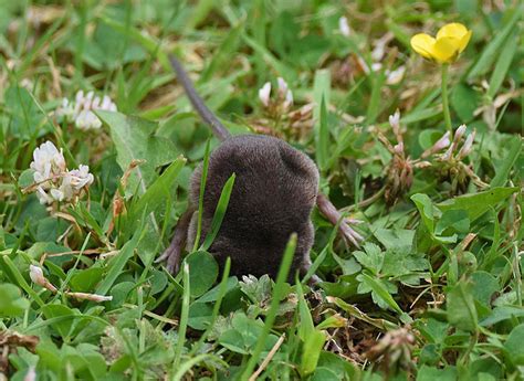 Voles and Shrews in the Garden | Wildlife Diary