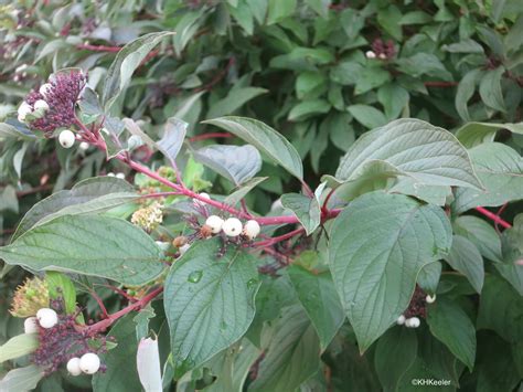 A Wandering Botanist: Plant Story--Red Osier Dogwood, Winter Color