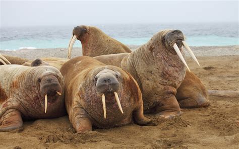 my goal in life is to feed a baby walrus | IGN Boards