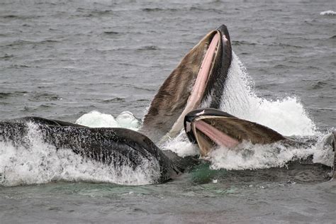 Humpback Whale Mouth