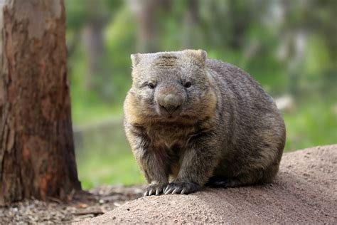 In honour of Wombat Day, here are 17 facts you never knew about wombats ...