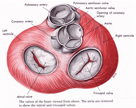 The Heart and EKG – I (Anatomy of the Heart – 1) | Heart valves ...