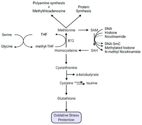 Methionine metabolic pathways. | Download Scientific Diagram