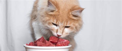 Can Cats Eat Raw Meat | TrustedHousesitters.com