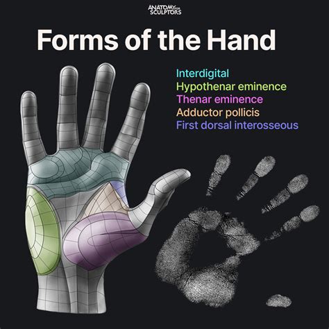 Anatomy For Sculptors - Palm - Form of the Hand