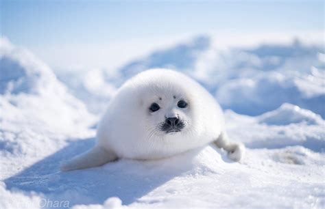 What it’s like to see the harp seal pups up close - The Globe and Mail