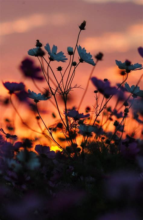 Flowers Sunset Wallpapers - Top Free Flowers Sunset Backgrounds ...