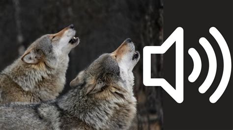 Wolf Howl Sound Effects [Copyright Free] | Multiple Sound Effects in ...