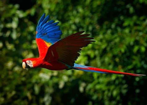 22 Scarlet Macaw Facts: Guide to the Beautiful Ara macao | JustBirding