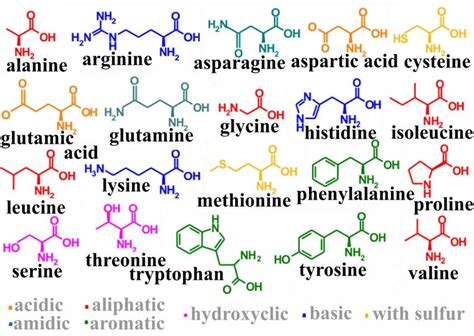 Twenty common amino acids. | Download Scientific Diagram