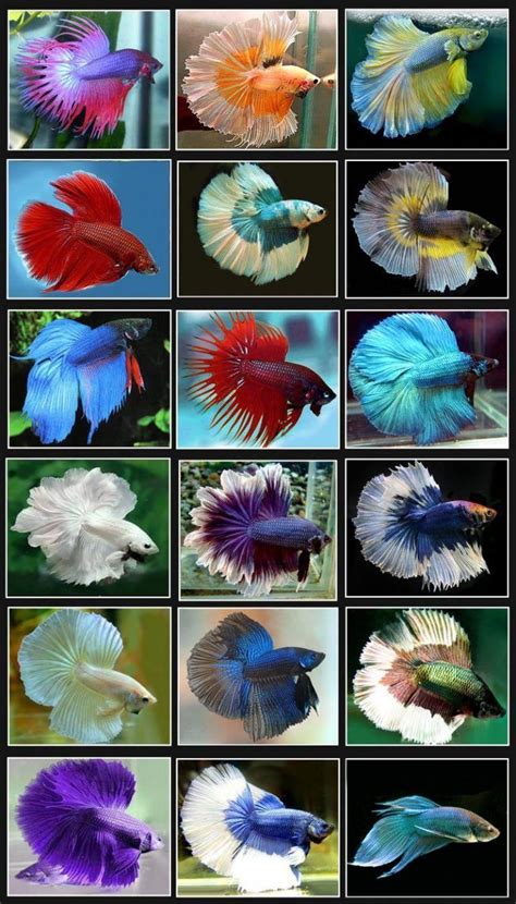 Betta Fish Series Types Of Betta Fish The Aquarium Guide