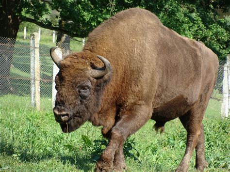 zimbru (Bison bonasus)-Romania | Visit romania, Romania, Danube delta