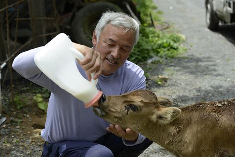 The Last Man of Fukushima: How One Man Stayed To Feed The Abandoned ...