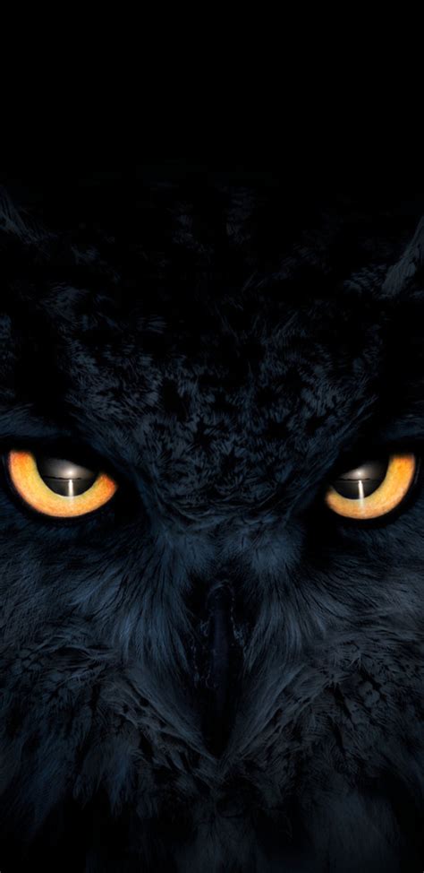 1440x2960 Owl Dark Glowing Eyes Samsung Galaxy Note 9,8, S9,S8,S8+ QHD ...