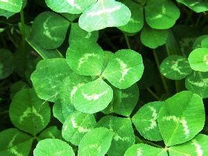 Clover Weed Killer | LoveToKnow