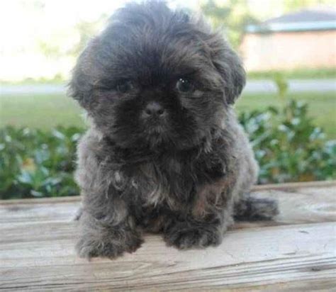 Adorable AKC Blue Shih Tzu Puppy - Teddy - 9 Weeks Old for Sale in ...