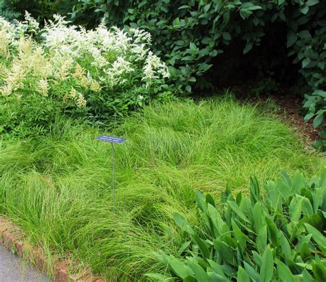 Ornamental grasses for shady sites | UMN Extension