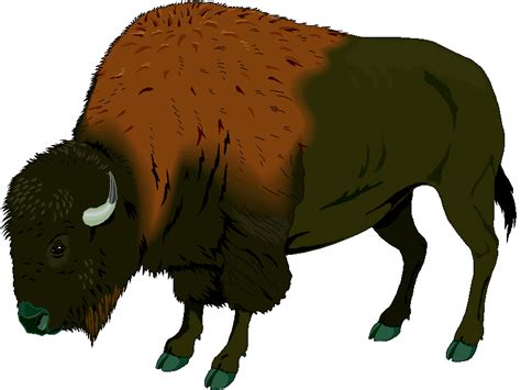 Buffalo Clipart Pictures – Clipartix