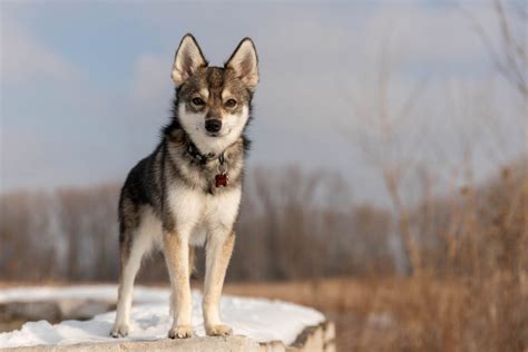 Dogs In Winter Gallery - Firefly Pet Photography - SE Michigan